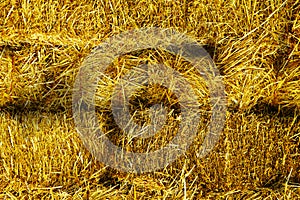 Freshly bailed cut hay straw haystack bails stacked bailing feed farm agricultural background