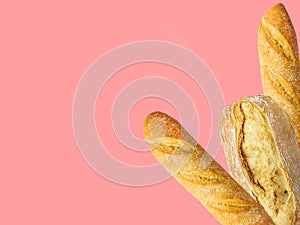 Freshly baked artisan whole french baguettes with golden crusty floury texture ciabatta on pink background. Poster banner