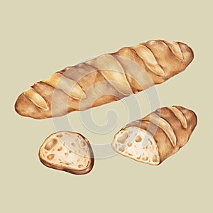 Freshly baked baguette hand-drawn illustration