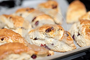 Freshly baked cranberry scones