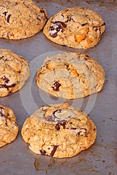 Freshly baked, home-made chocolate and butterscotch chip cookies