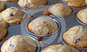 Freshly baked mini chocolate chip muffins in a baking pan