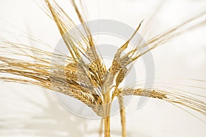 Freshly baked traditional bread with ears of wheat.