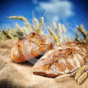 Freshly baked traditional bread with wheat field on background
