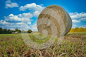 Freshly baled hay in a field.