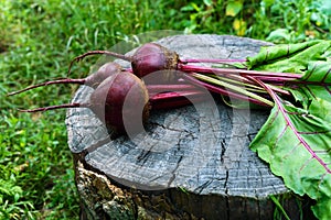 Freshly beets on an old tree stump