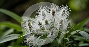 Freshly bloomed white flowers in a lush garden