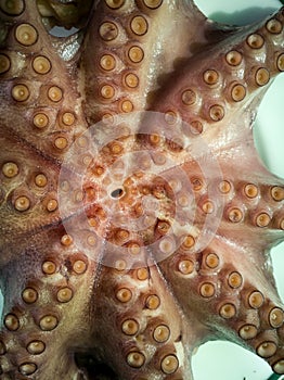 Freshly boiled octopus on a plate
