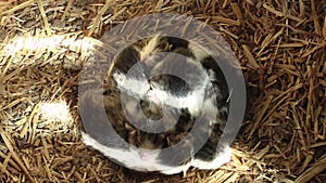 Freshly born kittens white tabby, sleeping on straw with wooden crate, very cute and beautiful kitten, cats of domestic