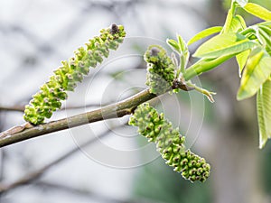 Freshly burst leaves of walnut tree close-up. Spring background