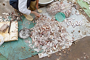 Freshly catch fish on a market