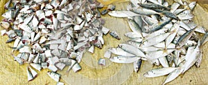 Freshly catch sardines, anchovies