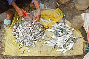 Freshly catch sardines, anchovies