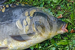 Freshly catched mirror carp on grass