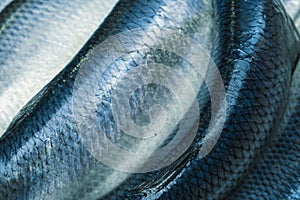 Freshly caught Atlantic herring on cutting board selected focus