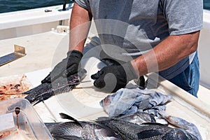 Freshly caught Black Sea Bass being cleaned