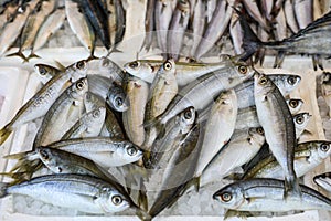 Freshly caught bogue or Boops boops, gopa fishes in the box on the counter at the greek fish market.