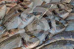 Freshly caught bream fish on display for sale