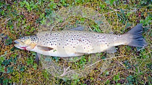 Brown Trout laying on grass.