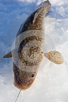 Freshly caught burbot (Lota lota)