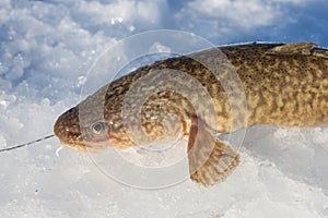 Freshly caught burbot (Lota lota)