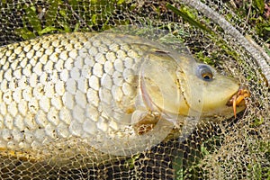 A freshly caught carp in a fishing landing net lies on the grass.