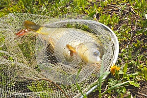 A freshly caught carp in fishing landing net lies on the grass