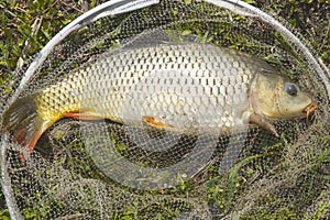 A freshly caught carp in fishing landing net lies on the grass