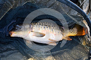 Freshly caught carp in a wet carp bed. Carp fishing. Professional fishing equipment. Fish on a wet fishing cradle