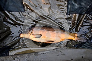 Freshly caught carp in a wet carp bed. Carp fishing. Professional fishing equipment. Fish on a wet fishing cradle