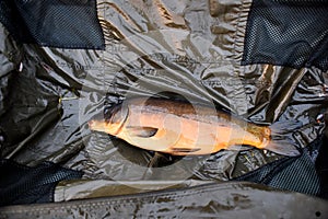 Freshly caught carp in a wet carp bed. Carp fishing. Professional fishing equipment. Fish on a wet fishing cradle