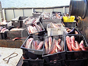 Freshly caught catch on a fishing boat in the port