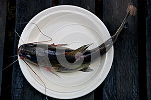 Freshly Caught Catfish on a Ceramic Plate on an old Wooden Boardwalk