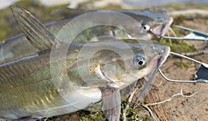 Freshly caught catfish on a stringer