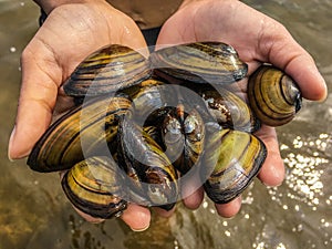 Freshly Caught Clams 