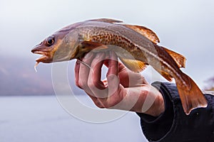 Freshly caught cod on angler's hand