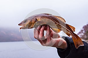 Freshly caught cod on angler's hand