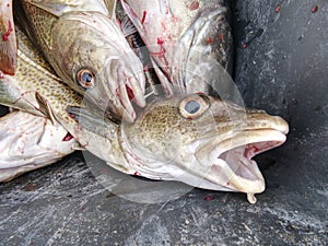 Freshly caught cod fish in black plastic crate with other catches.