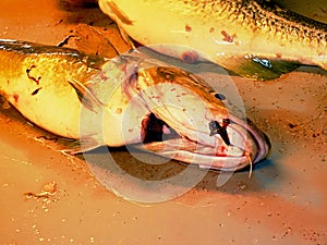 Freshly caught cod fish in black plastic crate with other catches. The fish last opening his mouth