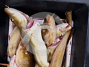 Freshly caught cod fish in black plastic crate with other catches. The fish last opening his mouth