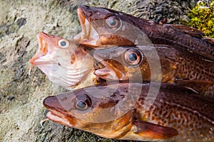 Freshly caught cods on a rock