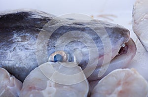 Freshly caught Conger eel