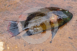 Freshly caught coral fish Floral Maori Wrasse Cheilinus chlorourus. Other Names: Dotted Maori, Floral Wrasse. Helthy food.