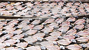 Freshly caught cut horse mackerel sun-dried on fishing nets