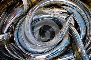 Fresco atrapado anguila en caribe el mar 