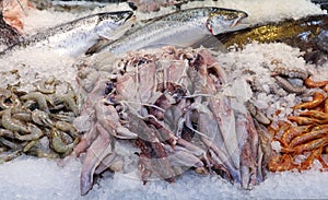 Freshly caught European squids Loligo vulgaris nex to salmon fishes, striped prawns, depp-water rose shrimps on the counter at the photo