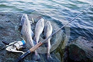 Freshly caught fish Alaska pollock