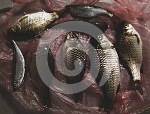 Freshly caught fish on amateur fishing. Small catch for dinner