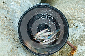 Freshly caught fish at the bottom of a bucket, herring in a bucket