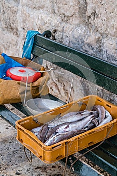 Freshly caught fish in a box